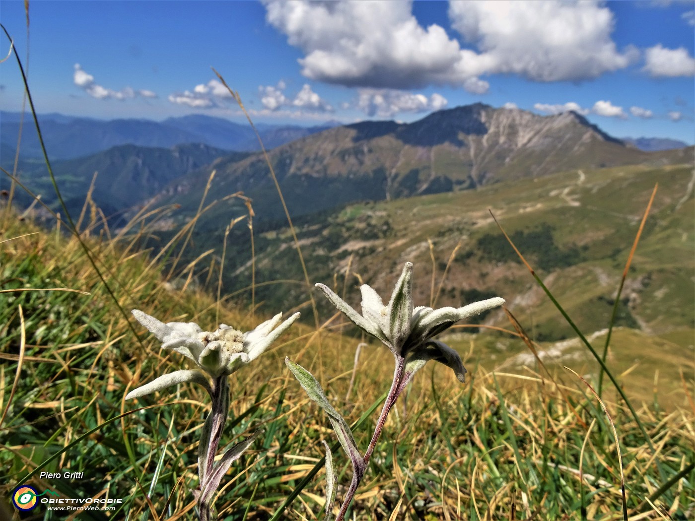 41 Leontopodium alpinum (Stelle alpine) su Cima Foppazzi versante nord con vista in Cima Menna.JPG